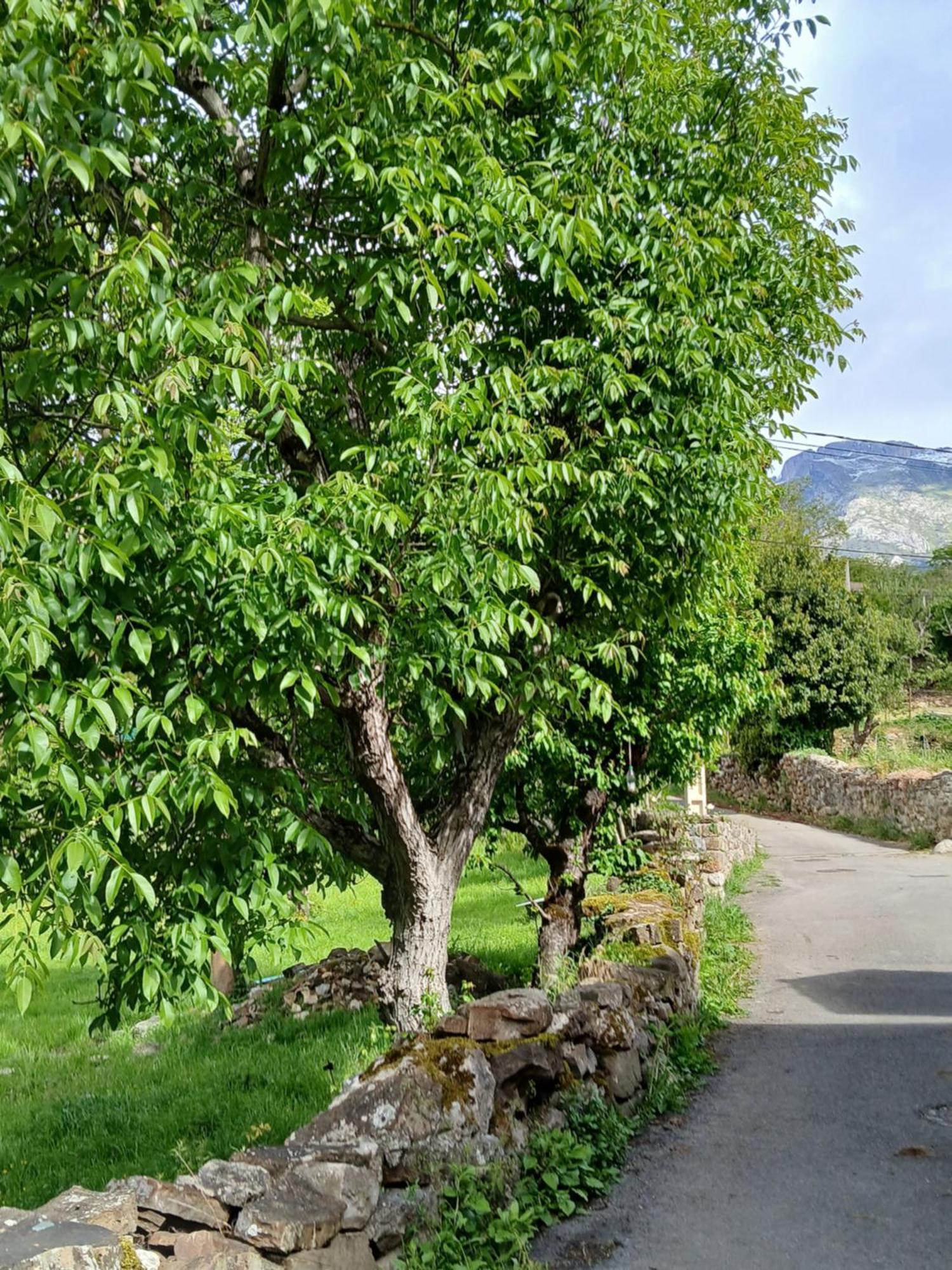 Picos De Europa Suites And Rooms Turieno المظهر الخارجي الصورة